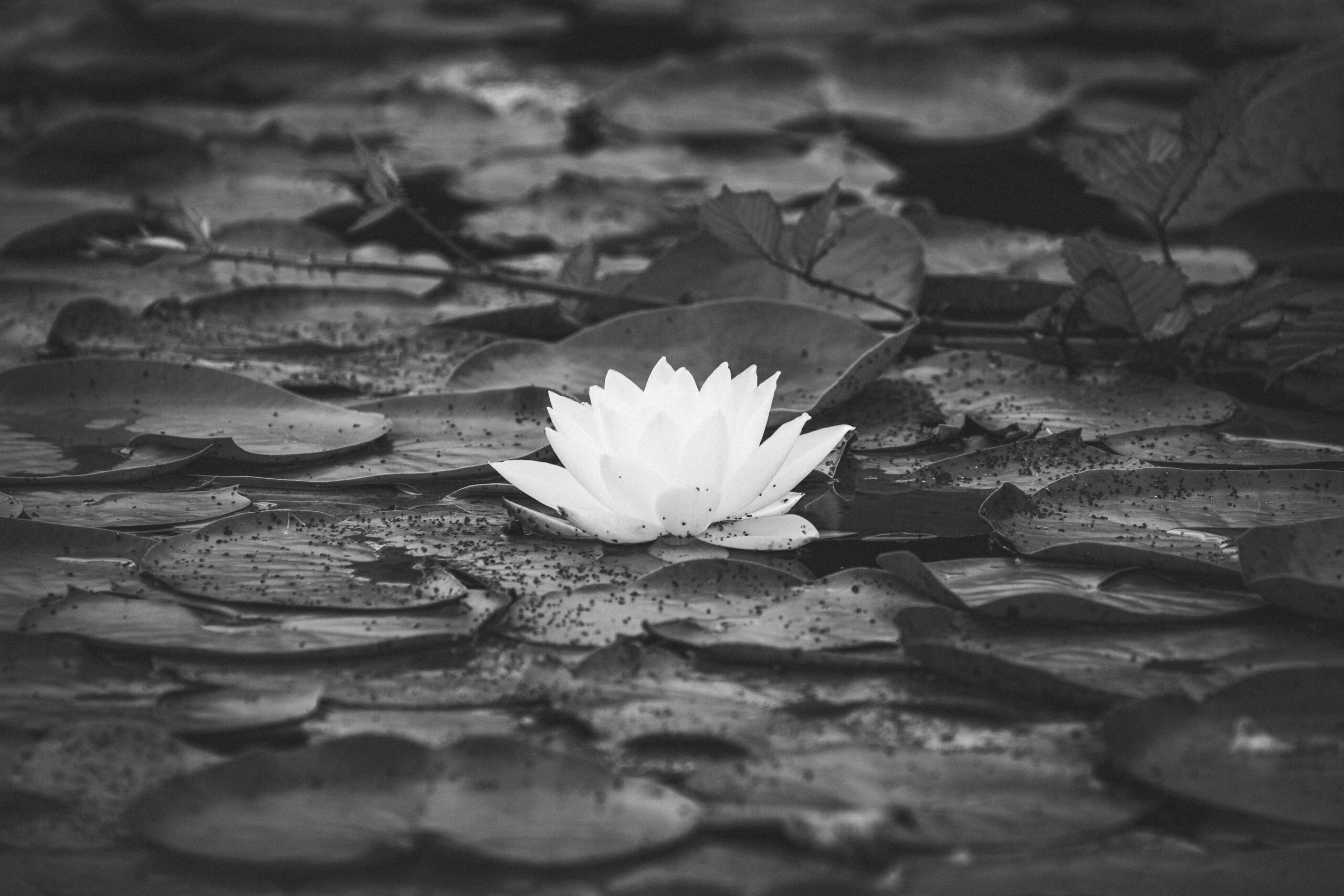 Path of Purity